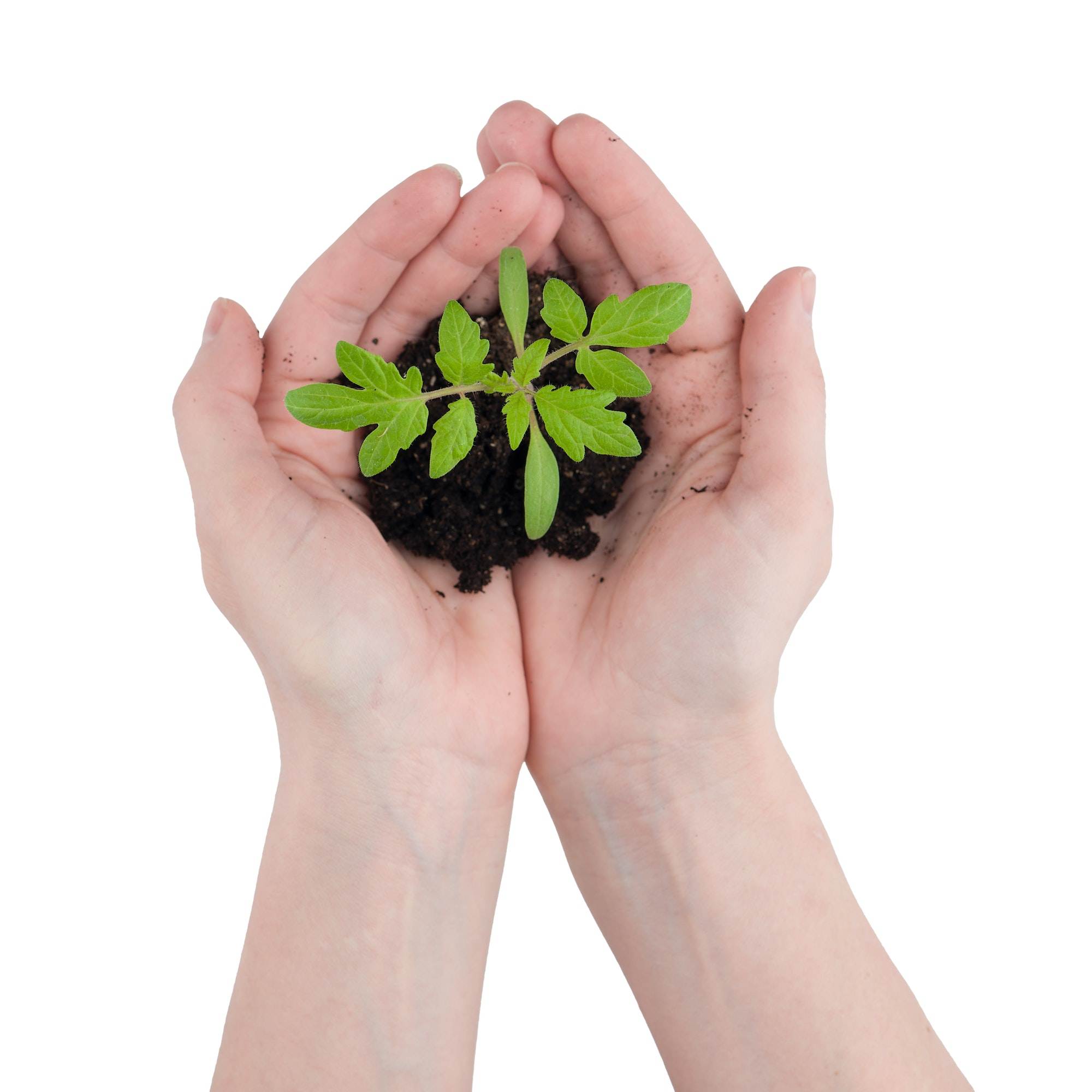 A young sapling on hands with the fertile soil isolated on white background
